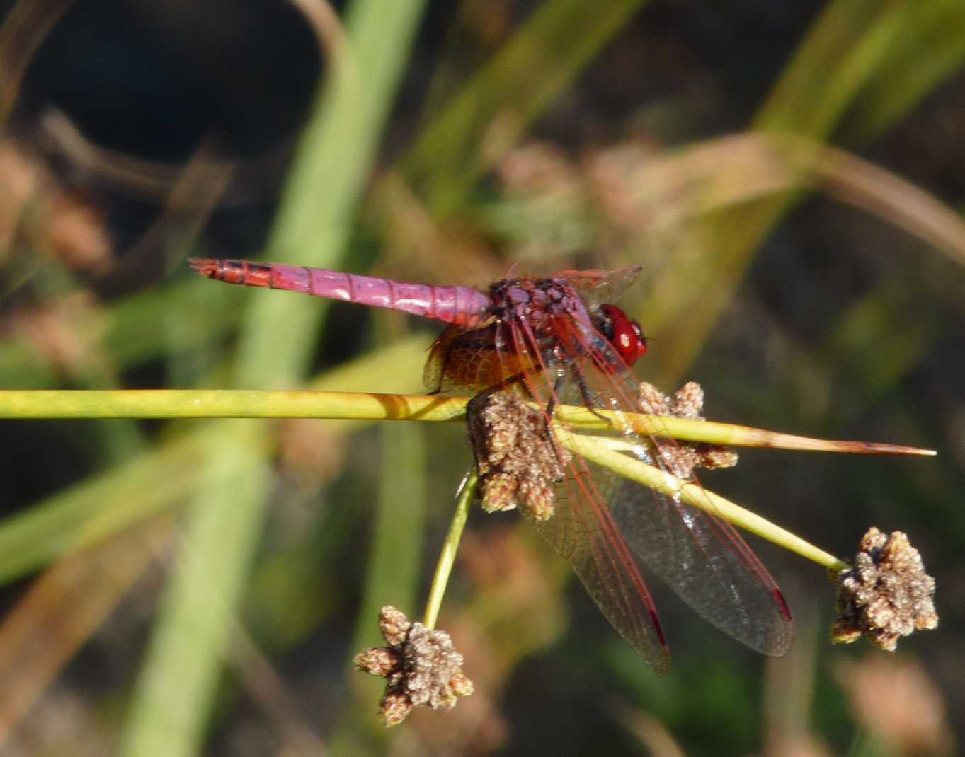 Trithemis annulata